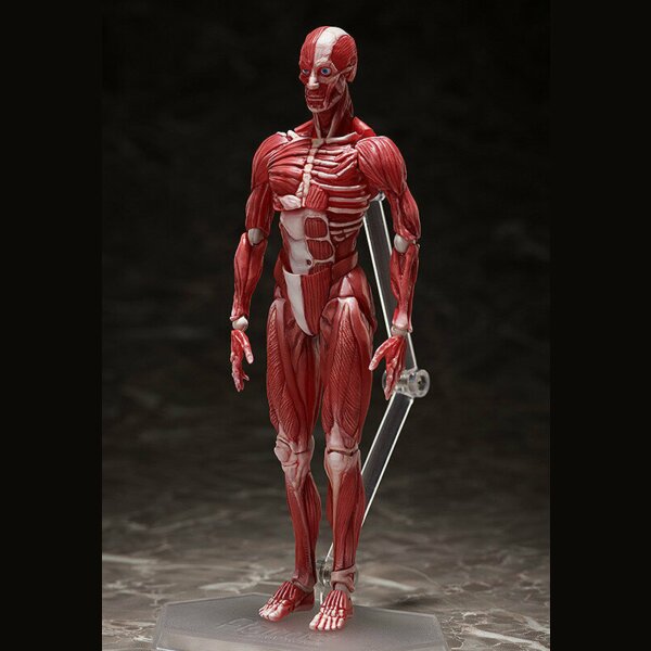 FREEing Human Anatomical Model