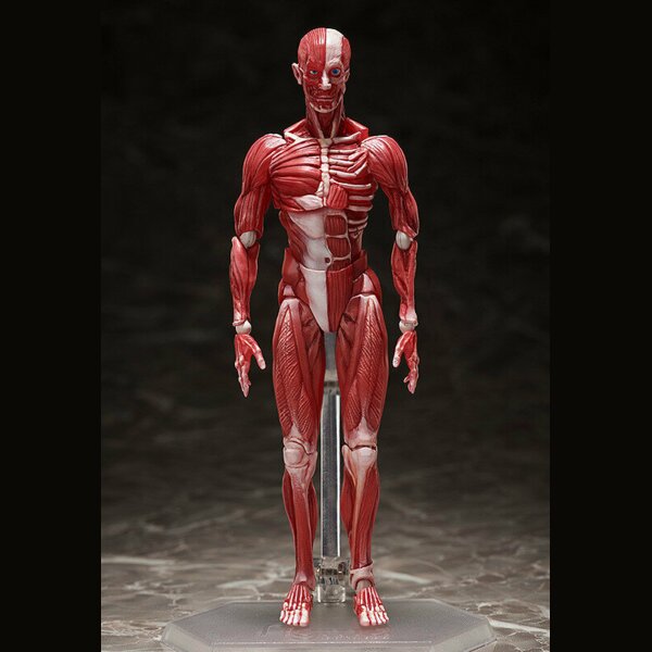 FREEing Human Anatomical Model